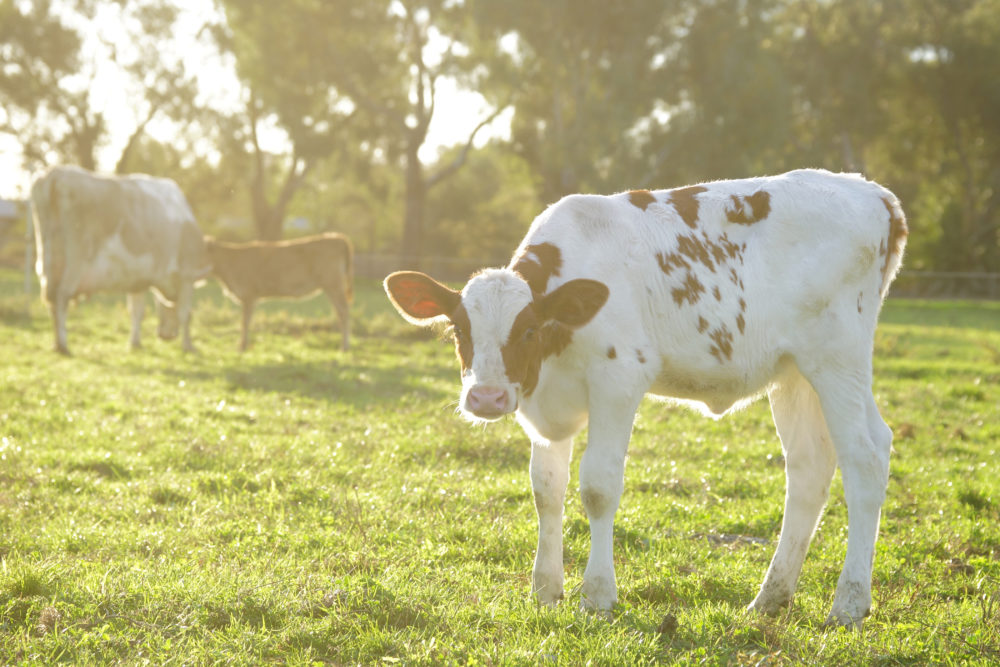 SHH_HOW_NOW_COW.099.jpg